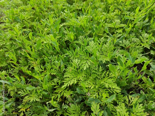 Florising ragweed - ambrosia artemisiifolia, weed ragweed, texture, background