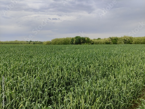 Green agricultural field with young wheat