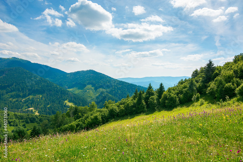 carpathian rural landscape in mountains. grass and herbs on the meadow  trees on the hills rolling down in to the valley. beautiful summer nature scenery on a sunny day with fluffy clouds on the sky