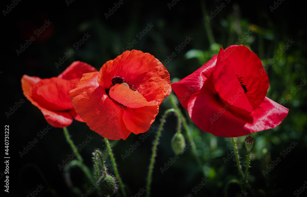 poppies surrounded by dark blurred background poppies surrounded by dark blurred background