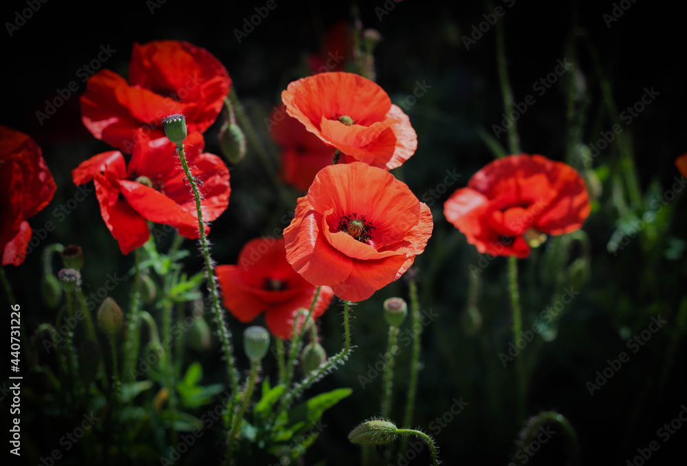 Fototapeta premium poppies surrounded by dark blurred background