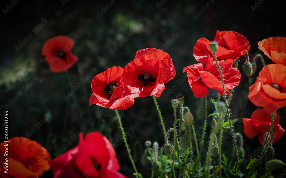 poppies surrounded by dark blurred background