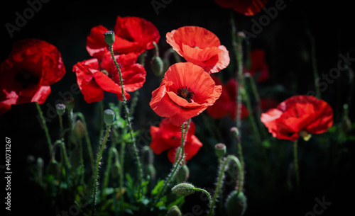 poppies surrounded by dark blurred background