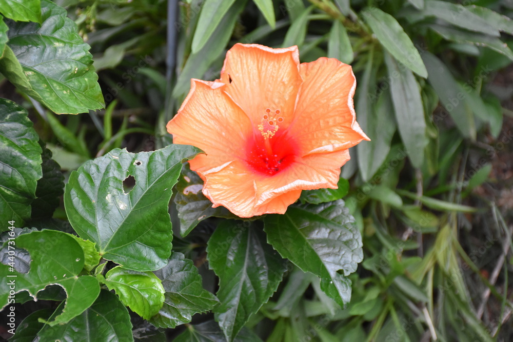 Beautiful street flowers in Jhochiat Road ,Singapore 