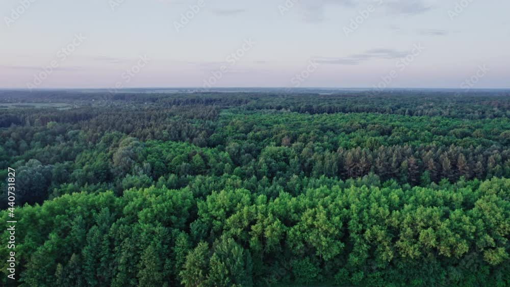 Top down view of summer forest Top down view of summer forest