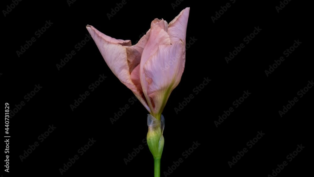 Pink iris flower opening on black background, close up Easter, spring, valentine's day, holidays concept Pink iris flower opening on black background, close up Easter, spring, valentine's day, holidays concept