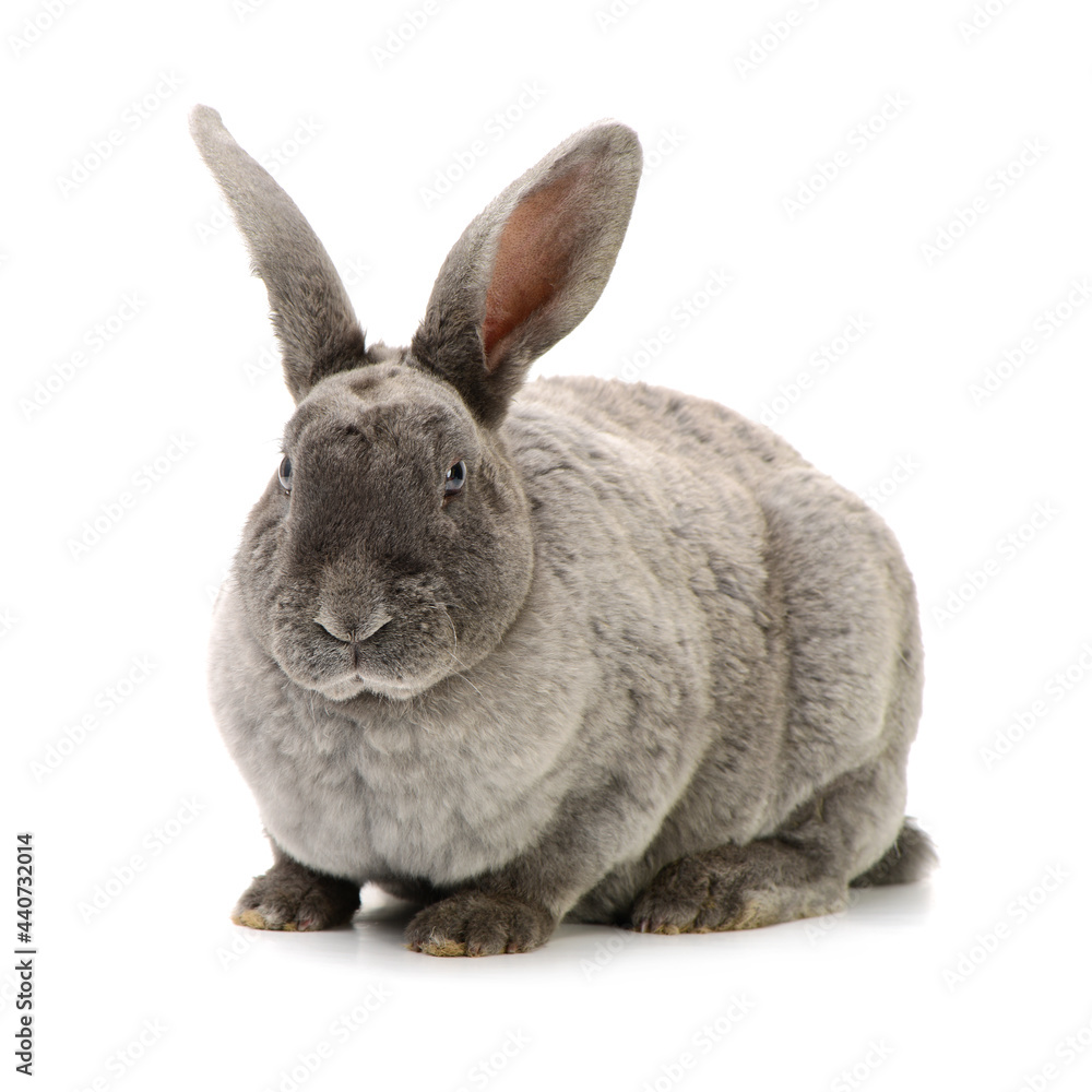 Fototapeta premium grey rabbit on a white background
