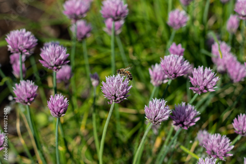 field of lavender