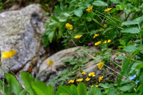 Beautiful mountain flowers of Kazakhstan.
