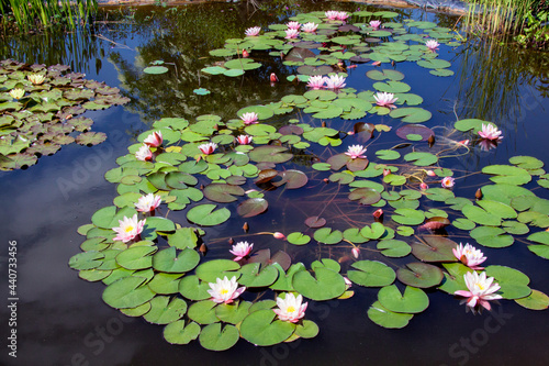 Lily pond