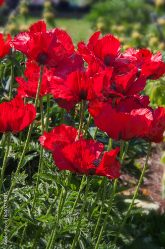 red poppies