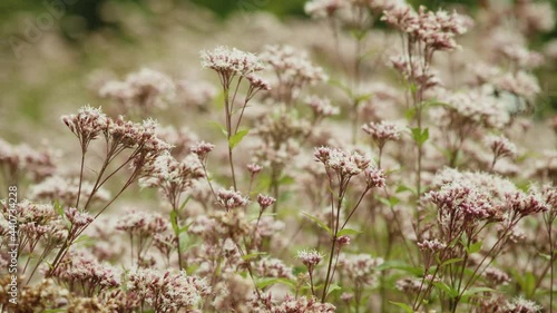 花畑を飛び回るアサギマダラの映像