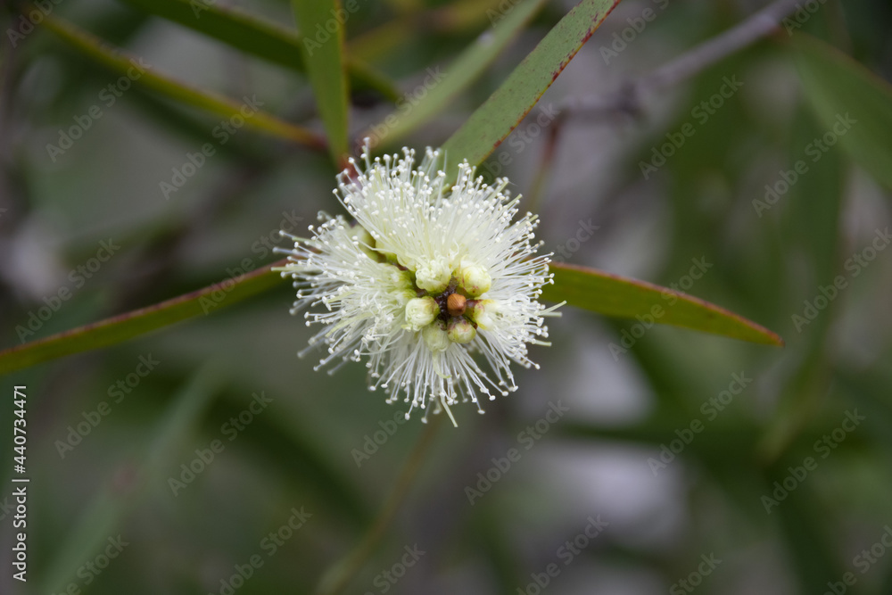 Fleur de Niaouli - Melaleuca quinquenervia (Cav.) S.T.Blake Fleur de Niaouli - Melaleuca quinquenervia (Cav.) S.T.Blake