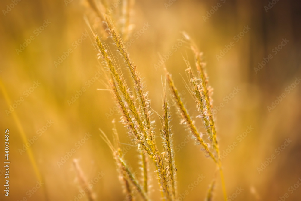Abstract blurred background of the wildflower in nature, vintage Tones. Close up image of grass flower with sunset warm light in autumn. Abstract blurred background of the wildflower in nature, vintage Tones. Close up image of grass flower with sunset warm light in autumn.