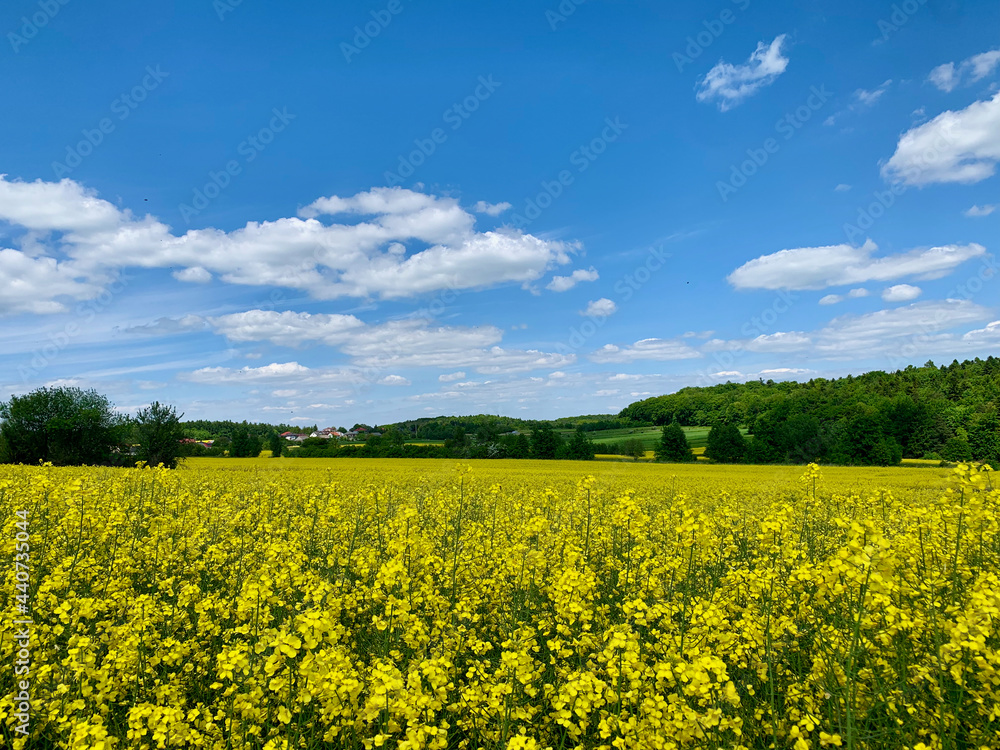 Picturesque rapeseed fields on a sunny day