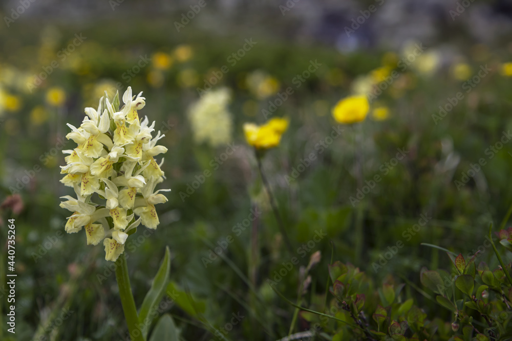 Orchis à larges feuilles , où orchis sureau dans les alpages du massif du Taillefer , Isère , Alpes Orchis à larges feuilles , où orchis sureau dans les alpages du massif du Taillefer , Isère , Alpes