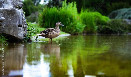 Pato en el borde del estanco a punto de nadar 