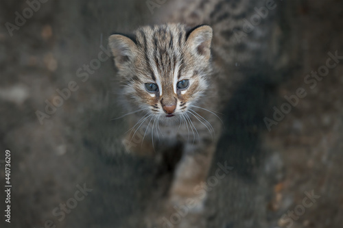 Amur Forest Cat (Prionailurus Felis Bengalensis Euptilura), the Far Eastern Forest Cat is a northern subspecies of the Leopard Bengal Cat. Small tiger mammal. First steps of a cute tiny kitten photo
