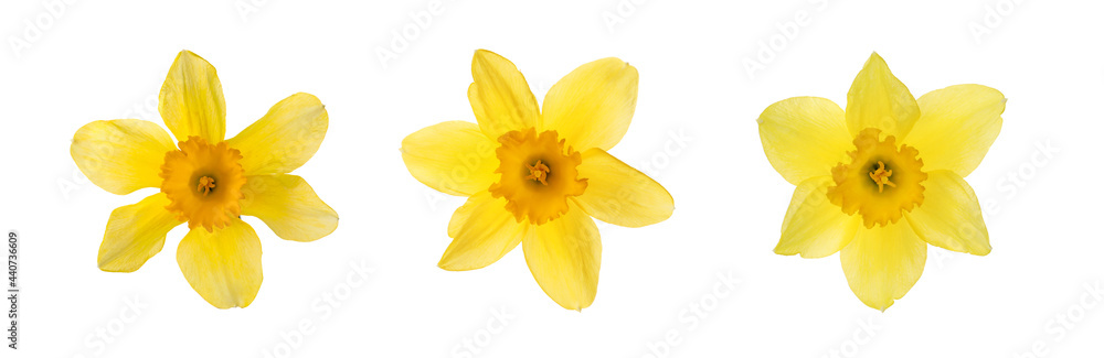 Fototapeta premium Set with beautiful yellow daffodils on white background. Banner design