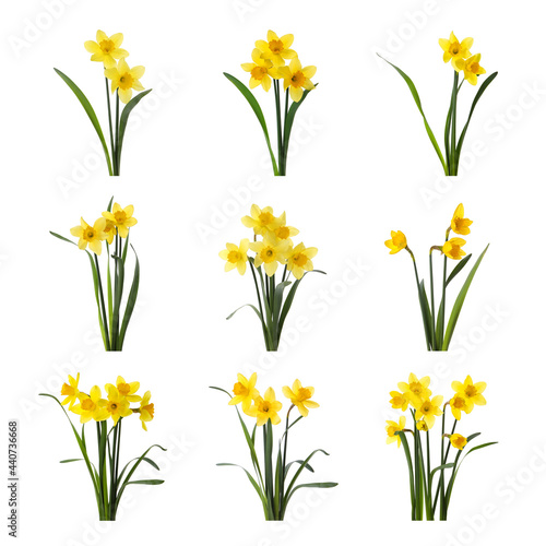Set with beautiful yellow daffodils on white background