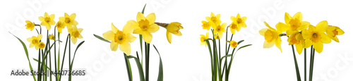 Set with beautiful yellow daffodils on white background. Banner design