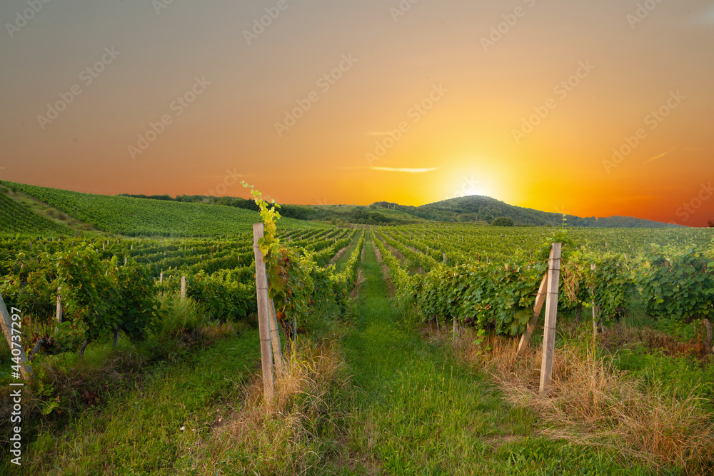 Obraz premium Brown wood table in autumn vineyard scenery against sunset sky with blank copy space on table for product display mockup. Winery and wine tasting concept.
