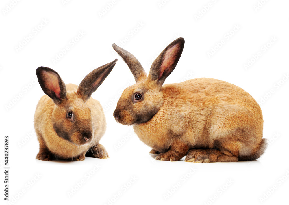 Obraz premium rabbits isolated on white background