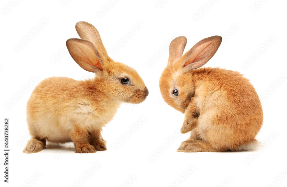 Obraz premium two rabbits on white background