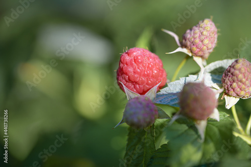 Branch with ripe and green raspberries in the summer garden