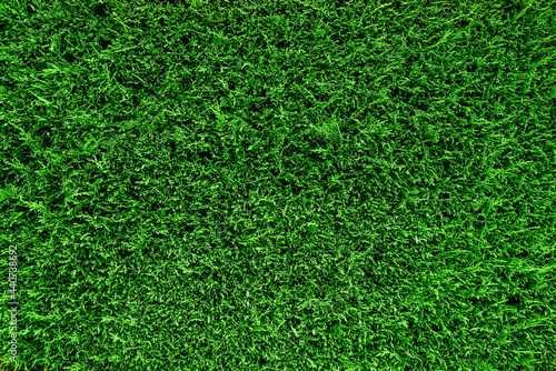 Background photography of green hedge, grass