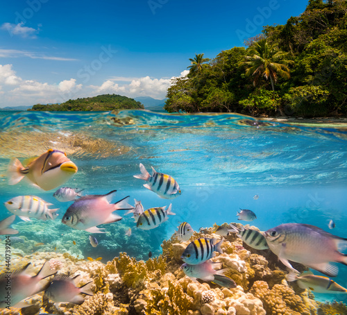 Fototapeta Naklejka Na Ścianę i Meble -  Underwater Scene With Reef And Tropical Fish