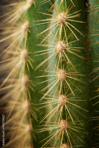 Cactus close up