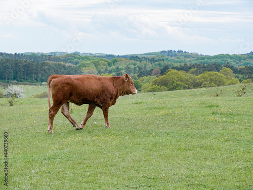cow that is walking on a meadow
