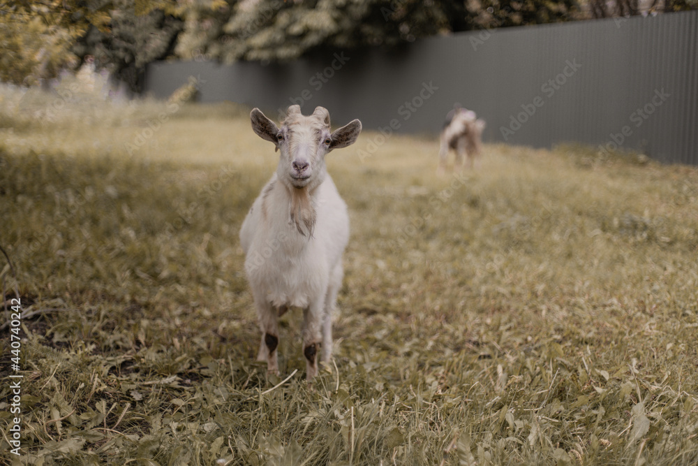 White adult goat looks at camera on a green summer meadow field in the countryside White adult goat looks at camera on a green summer meadow field in the countryside