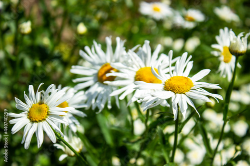 in summer  large and small daisies bloom in a large green field