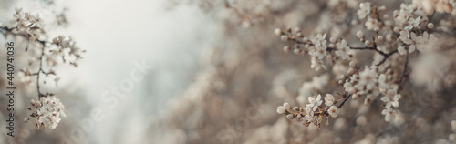 Beautiful light spring banner background with delicate blooming apricot or cherry blossoms in sunlight. Copy space for text or design. Horizontal banner.