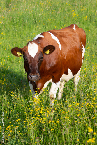 brown spotted cow in spring meadow with yellow flowers in the centre of the netherlands