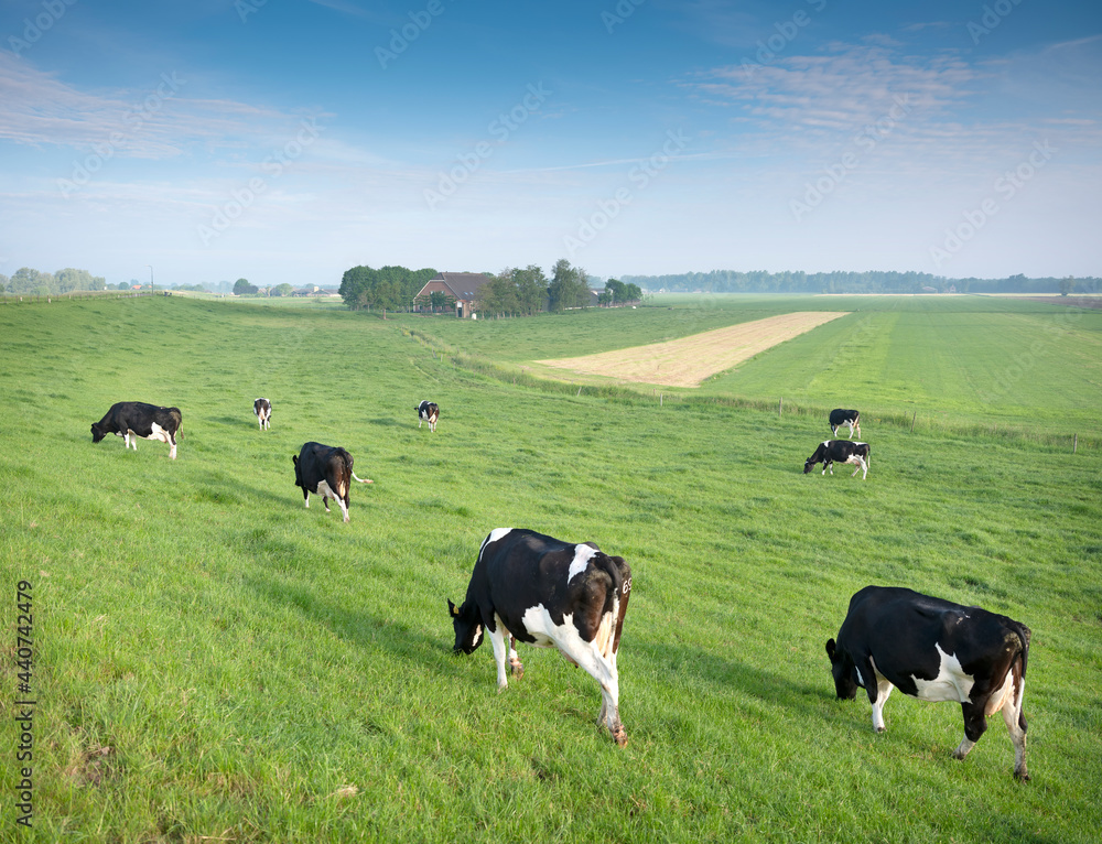 black and white spotted cows in green grassy meadow under blue sky seen from height of dyke in the netherlands black and white spotted cows in green grassy meadow under blue sky seen from height of dyke in the netherlands