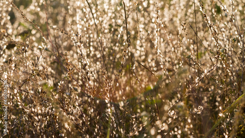 Fototapeta premium Rural grass scene.