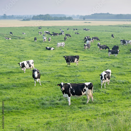 black and white spotted cows in green grassy meadow under blue sky seen from height of dyke in the netherlands © ahavelaar