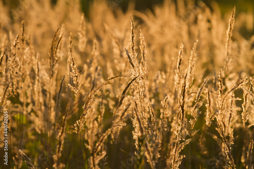 Rural grass scene.