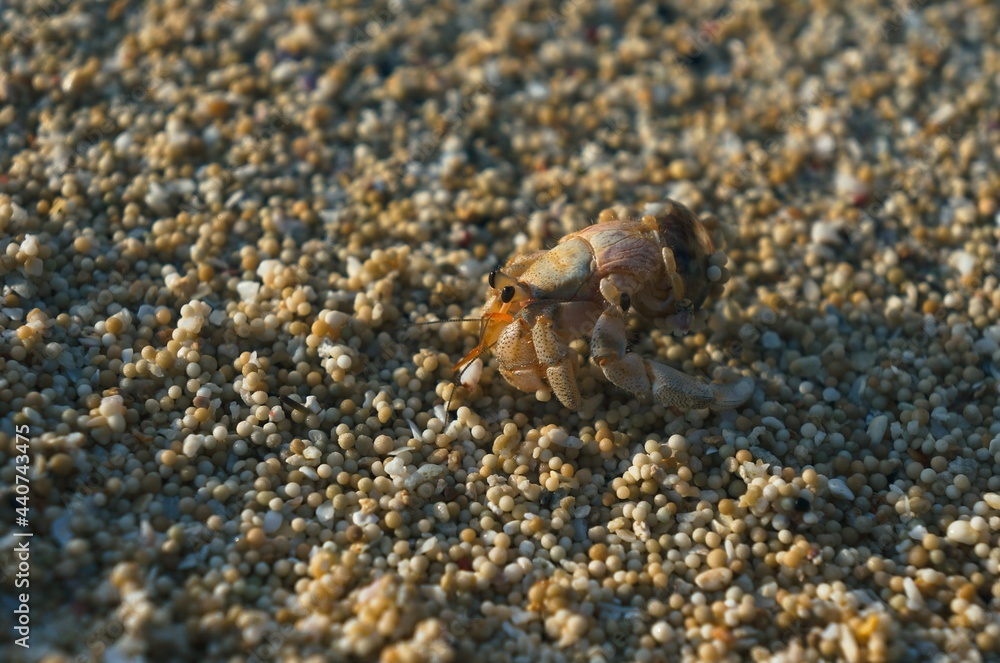 hermit crab on white pearl-like sand