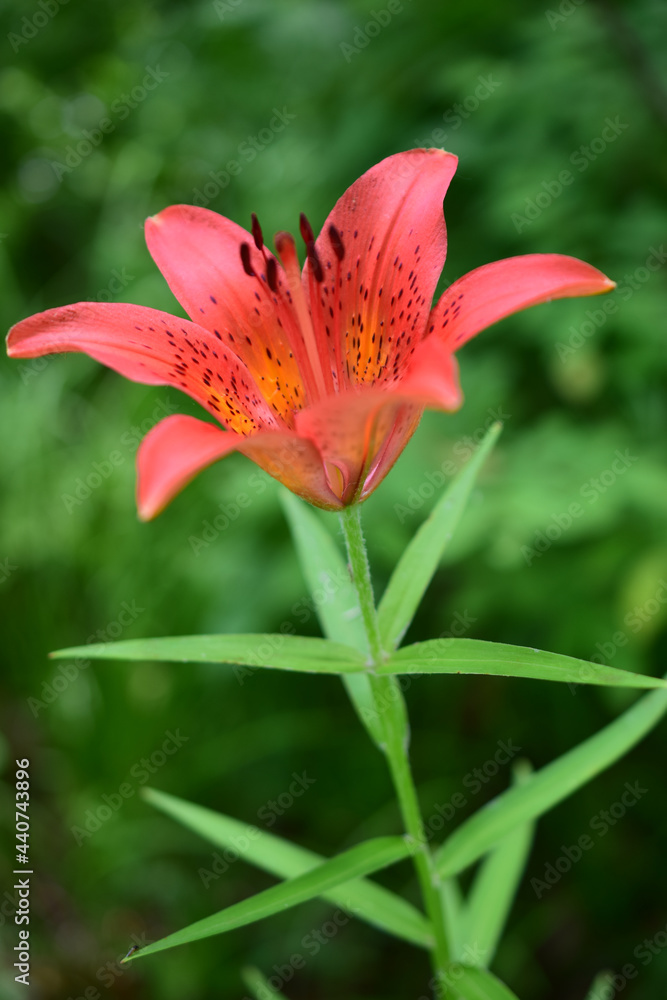 Lilium daura, or Pennsylvania or Sardaana (Latin: Lilium pensylvanicum) is a species of monocotyledonous flowering plants in the Lily family (Liliaceae). Lilium daura, or Pennsylvania or Sardaana (Latin: Lilium pensylvanicum) is a species of monocotyledonous flowering plants in the Lily family (Liliaceae).