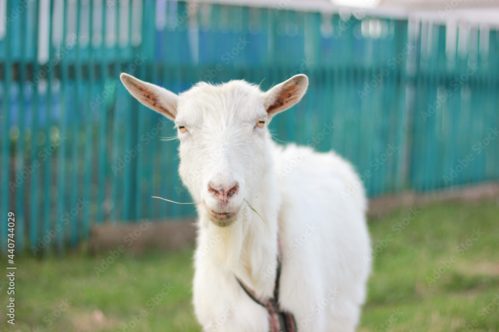 Fototapeta premium Close-up portrait of white adult goat at village countryside