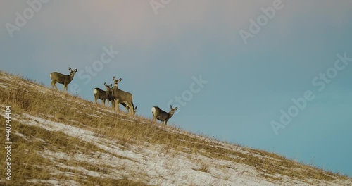 Herd Of Deer Looking In The Distance From A Mountain Hill At Waterton Lakes National Park In Alberta, Canada. - low angle photo
