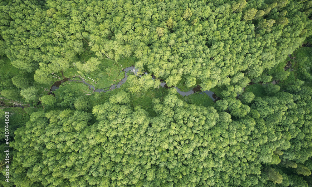 Small river in forest background