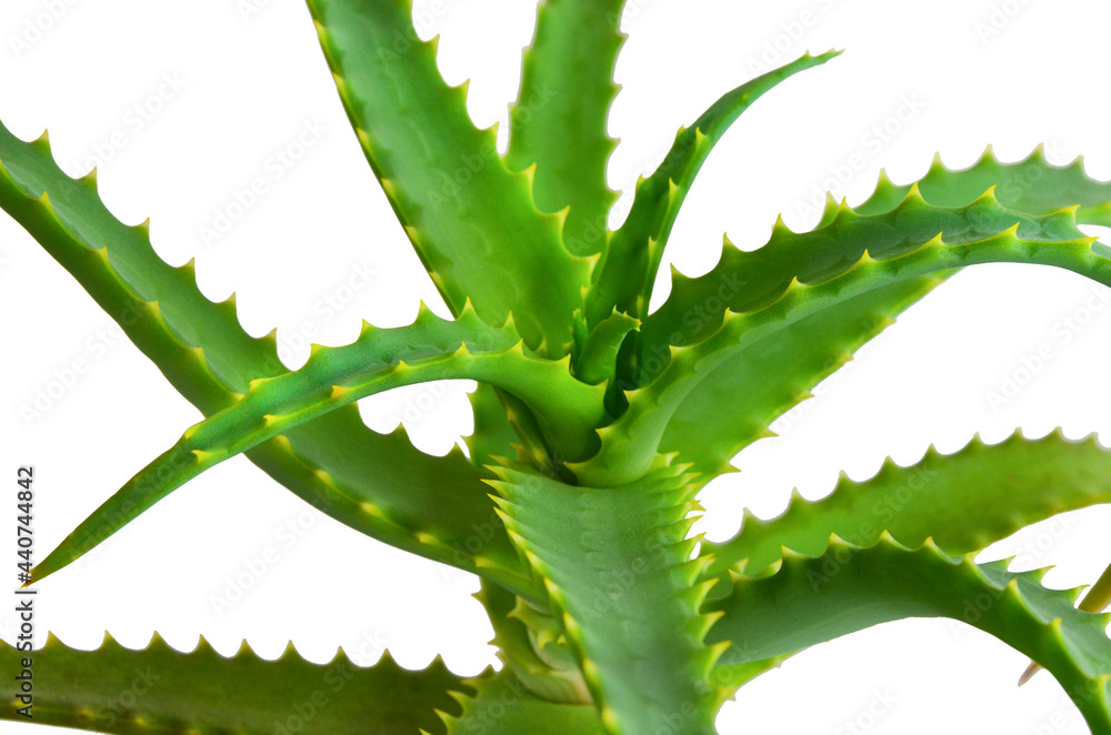 Naklejka premium medicinal decorative home plant potted flower green aloe vera, home gardening concept, use in cosmetics and medicine