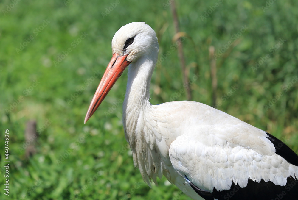 Fototapeta premium White stork.