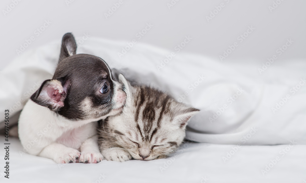 Chihuahua puppy sniffs kittens ear under white warm blanket on a bed at home. Empty space for text