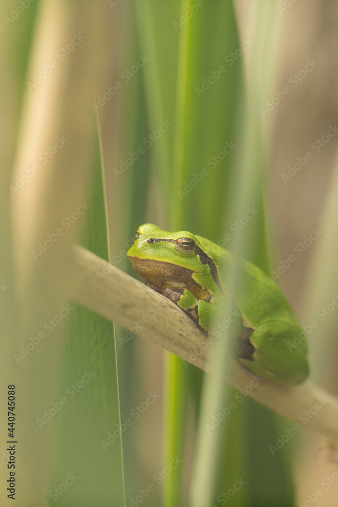 Male of European tree frog (Hyla arborea) sitting on dry cattail leaf waiting for females during breeding season. Wildlife macro take with green beige contras Male of European tree frog (Hyla arborea) sitting on dry cattail leaf waiting for females during breeding season. Wildlife macro take with green beige contras